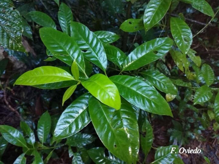 Chrysochlamys glauca (Coralillo)