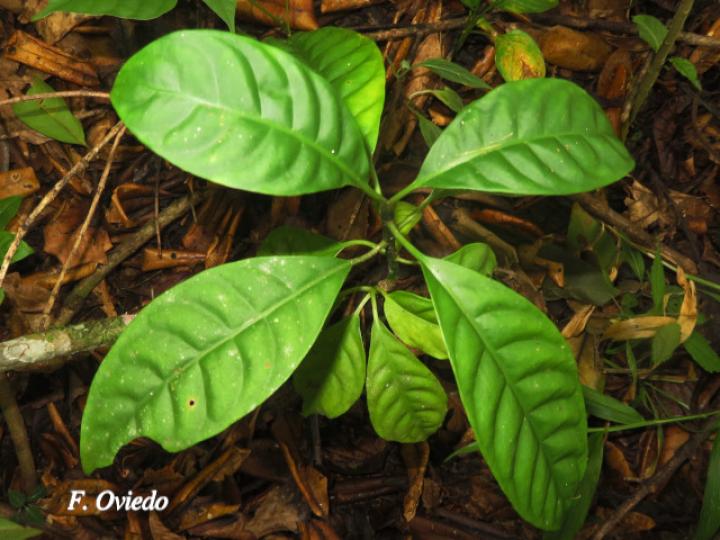 Chrysochlamys glauca (Coralillo)