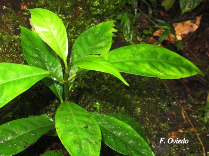 Chrysochlamys glauca (Coralillo)