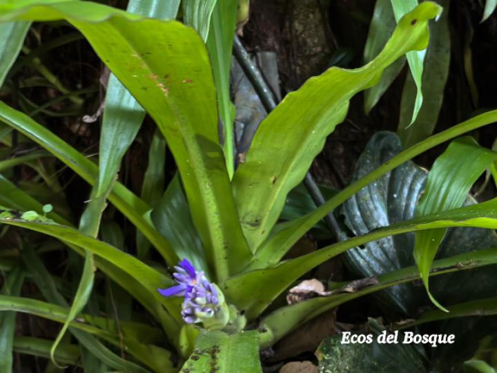 Cochliostema odoratissimum (Príncipe azul)