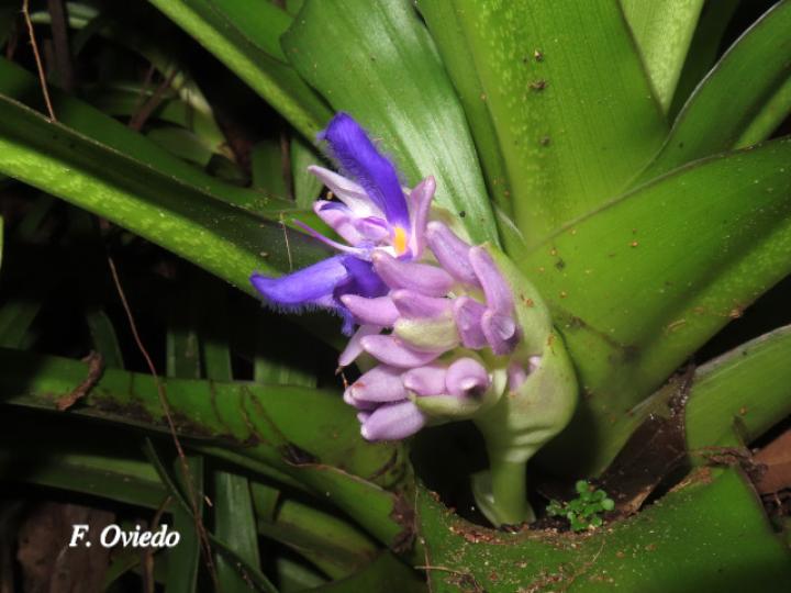 Cochliostema odoratissimum (Príncipe azul)