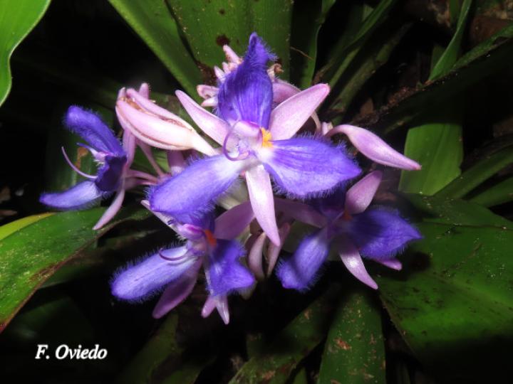 Cochliostema odoratissimum (Príncipe azul)