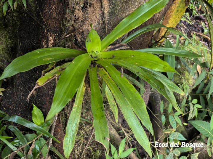 Cochliostema odoratissimum (Príncipe azul)