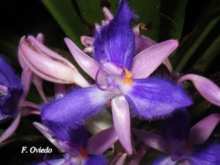 Cochliostema odoratissimum (Príncipe azul)