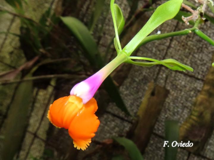 Epidendrum pseudepidendrum