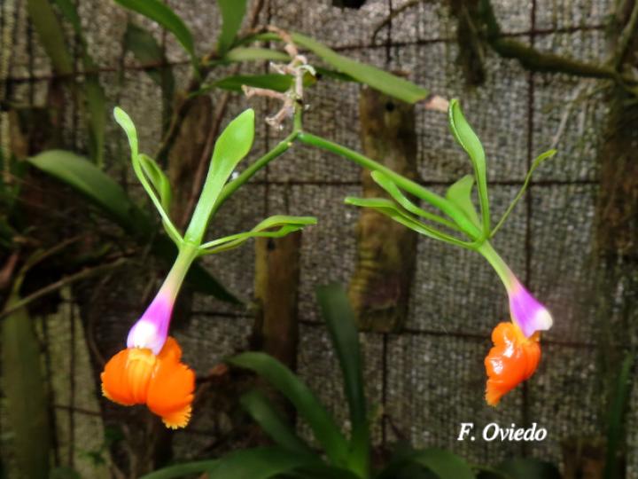 Epidendrum pseudepidendrum