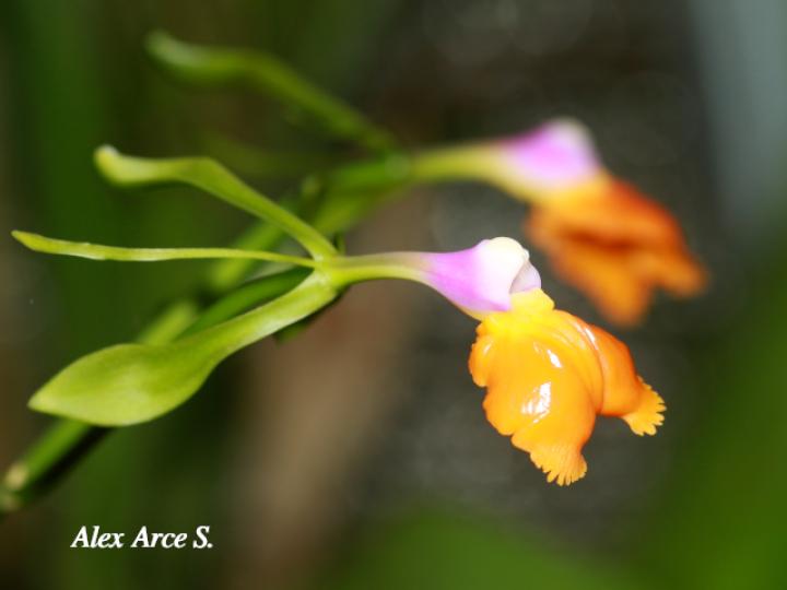 Epidendrum pseudepidendrum