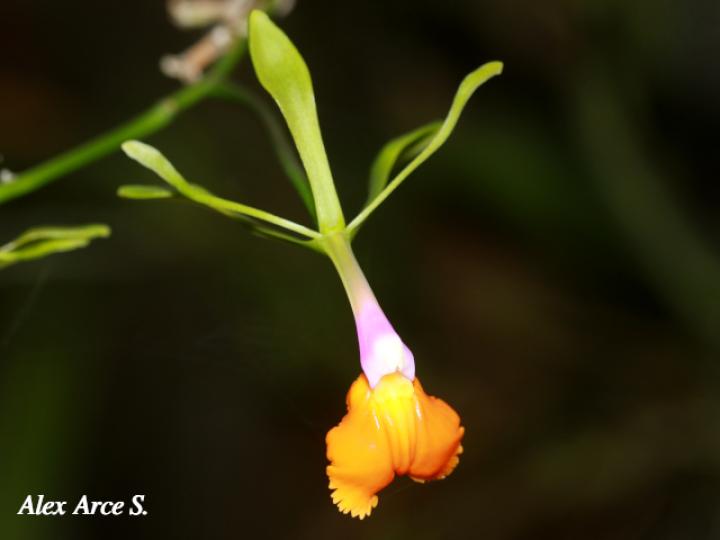 Epidendrum pseudepidendrum