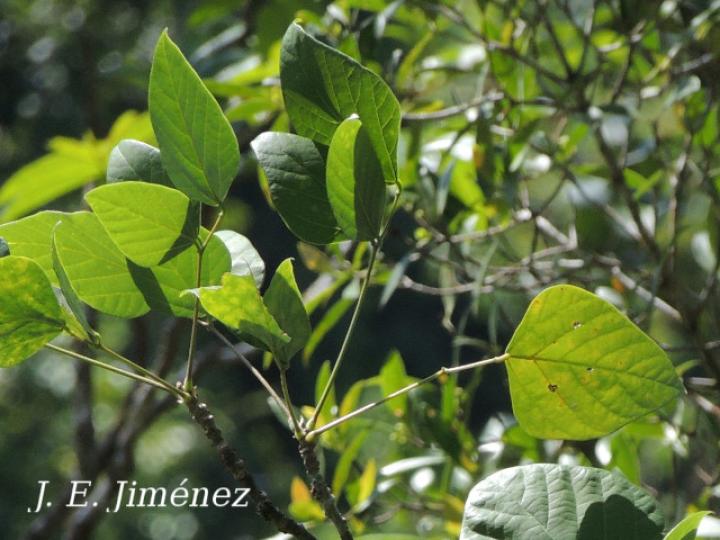 Erythrina berteroana (Poró)