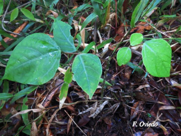 Erythrina berteroana (Poró)