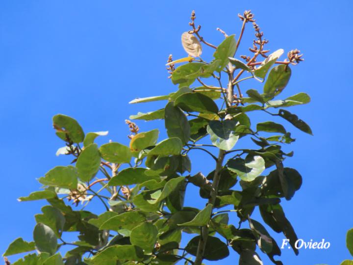 Erythrina fusca (Elequeme, Poró)