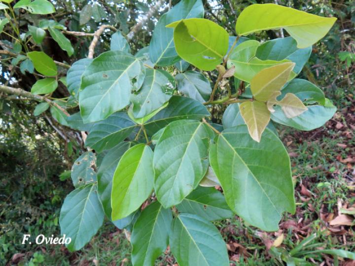 Erythrina fusca (Elequeme, Poró)