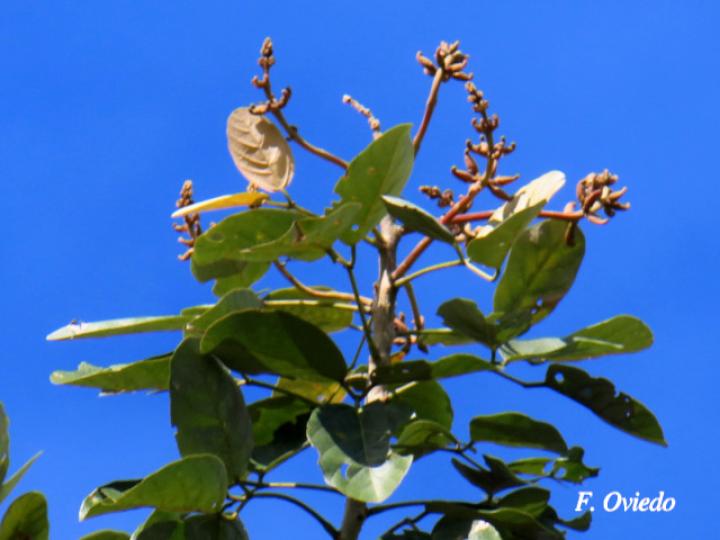 Erythrina fusca (Elequeme, Poró)