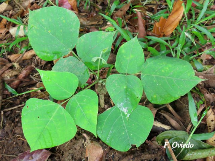 Erythrina fusca (Elequeme, Poró)