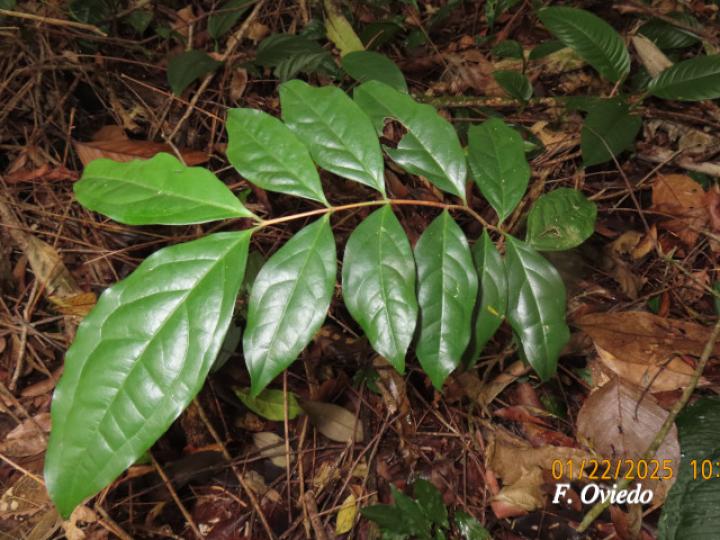 Eugenia sarapiquensis