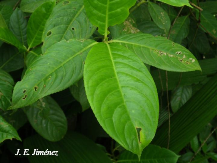 Hedyosmum bonplandianum (Pitillo, Aguillo)