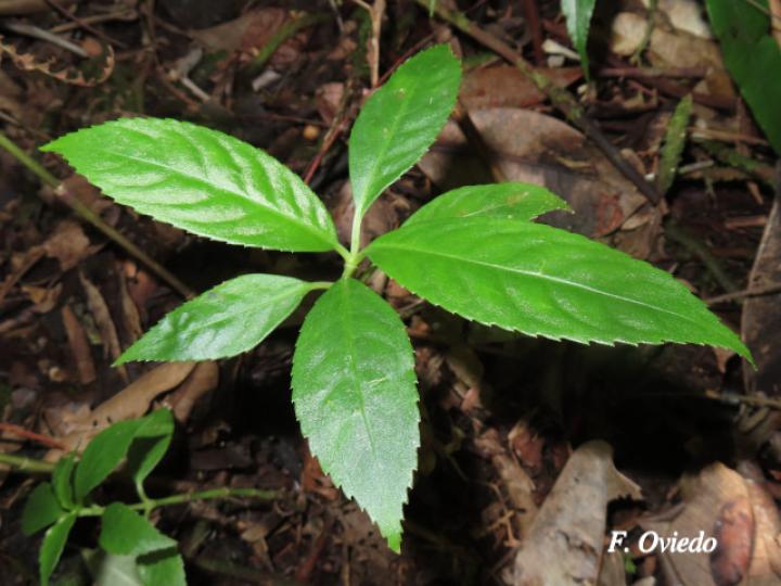Hedyosmum bonplandianum (Pitillo, Aguillo)