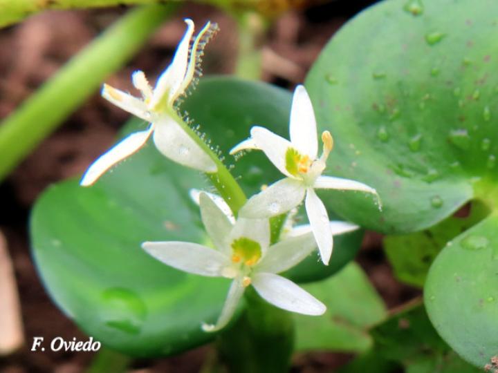 Heteranthera reniformis (Guacalillo, Lengua de sapo, Oreja de agua)