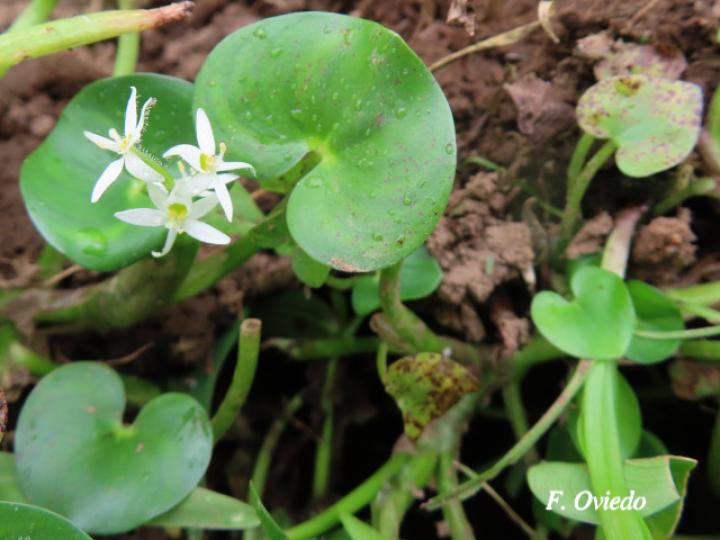Heteranthera reniformis (Guacalillo, Lengua de sapo, Oreja de agua)