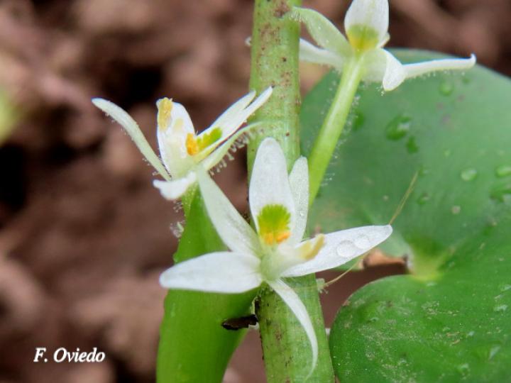 Heteranthera reniformis (Guacalillo, Lengua de sapo, Oreja de agua)