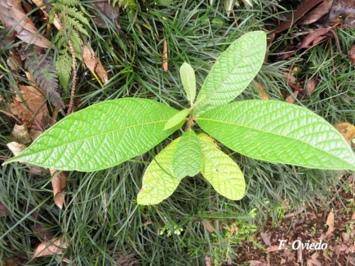 Nectandra reticulata (Aguacatillo)