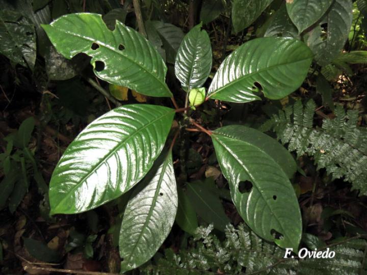 Notepleura uliginosa