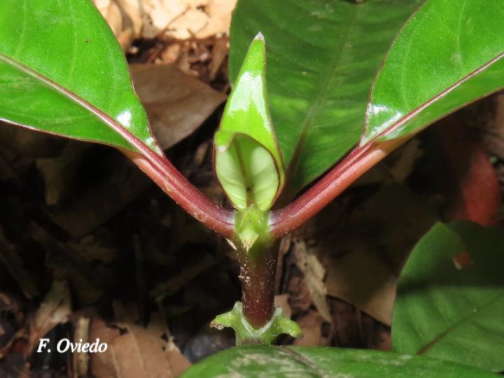 Notepleura uliginosa