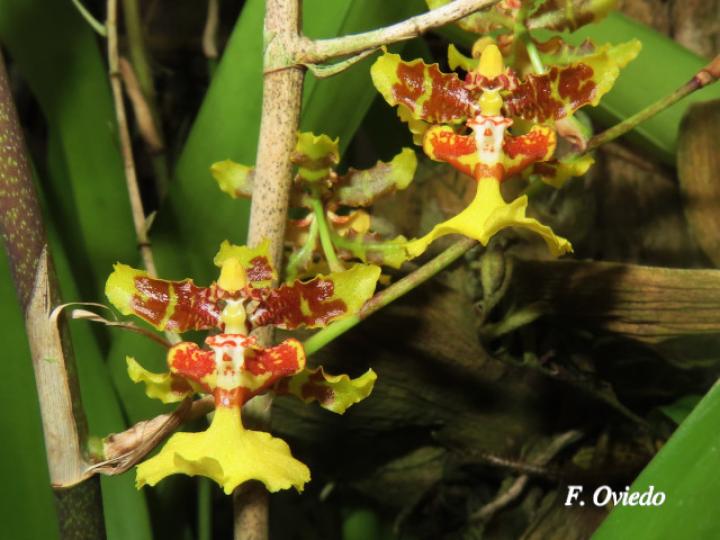 Oncidium polycladium (Lluvia de Oro)