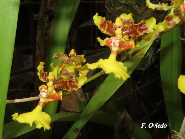 Oncidium polycladium (Lluvia de Oro)