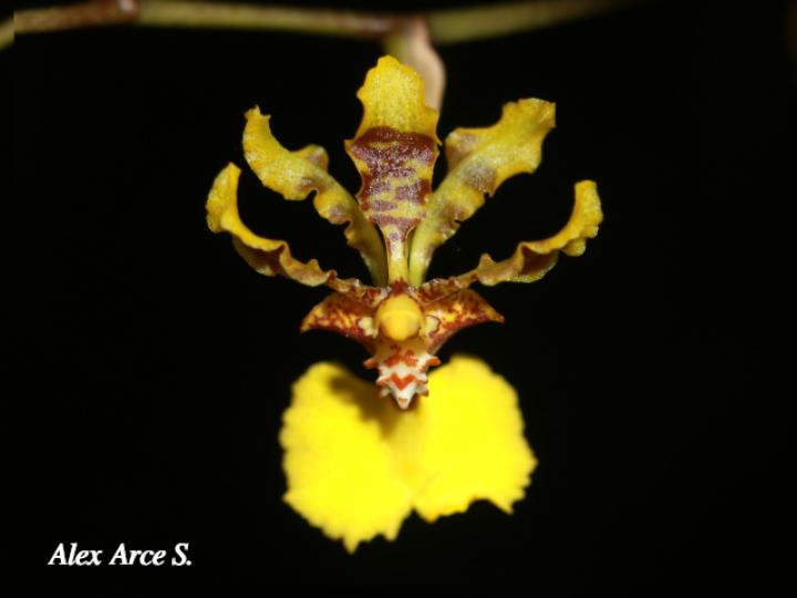 Oncidium polycladium (Lluvia de Oro)