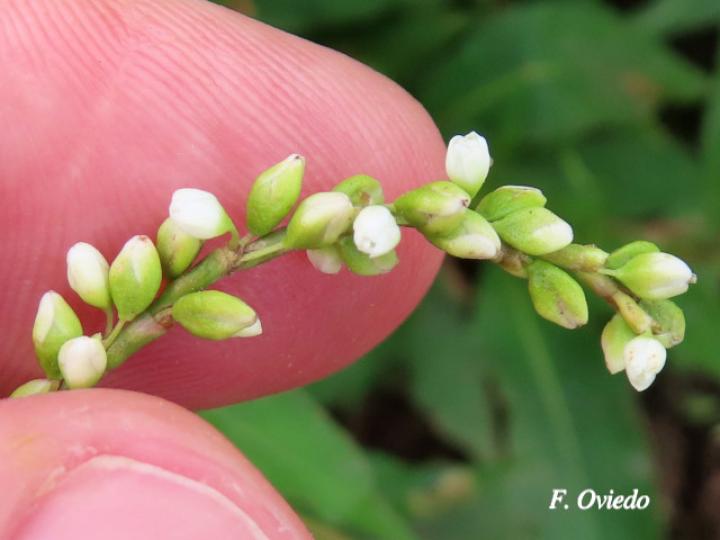Persicaria punctata (Chile de perro, Comida de culebra)
