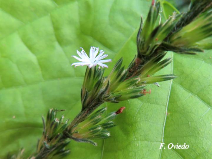 Pseudelephantopus spicatus (Lechuguilla, Lengua de perro, Oreja de burro.)
