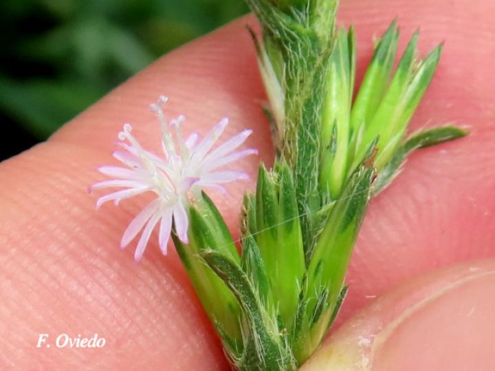 Pseudelephantopus spicatus (Lechuguilla, Lengua de perro, Oreja de burro.)