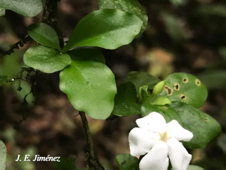 Randia loniceroides (Escampagallina)
