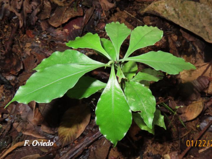 Randia loniceroides (Escampagallina)