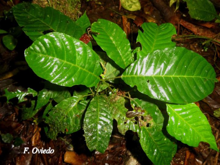 Trichilia pittieri (Cedro cóbano)
