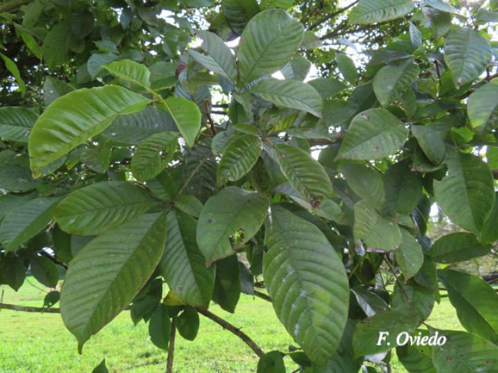 Vitex cooperi (Manú plátano)