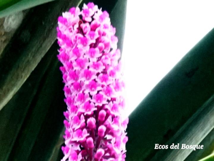 Arpophyllum giganteum (Tzauhxilotl)