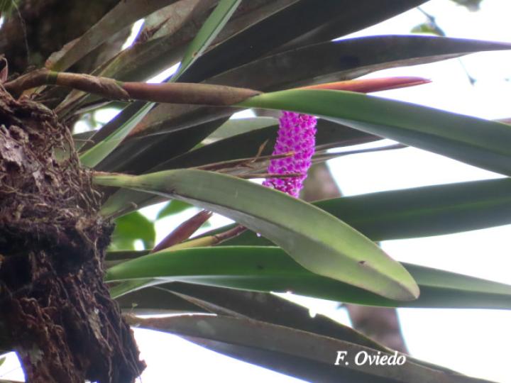 Arpophyllum giganteum (Tzauhxilotl)