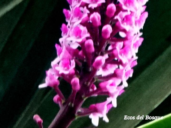 Arpophyllum giganteum (Tzauhxilotl)