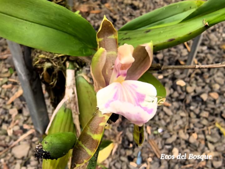 Aspasia epidendroides