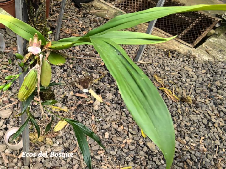 Aspasia epidendroides