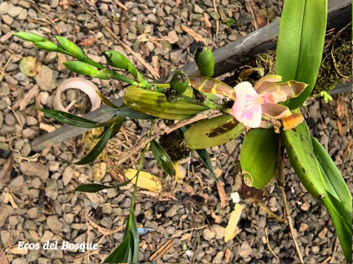 Aspasia epidendroides