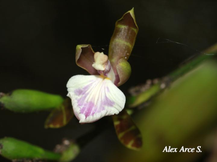 Aspasia epidendroides