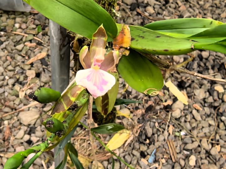 Aspasia epidendroides