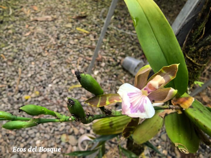 Aspasia epidendroides