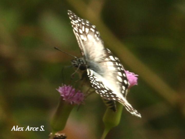 Burnsius oileus (Saltarina a cuadros tropical)