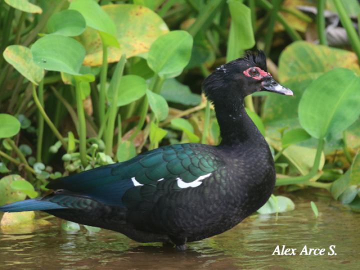 Cairina moschata (Pato real)