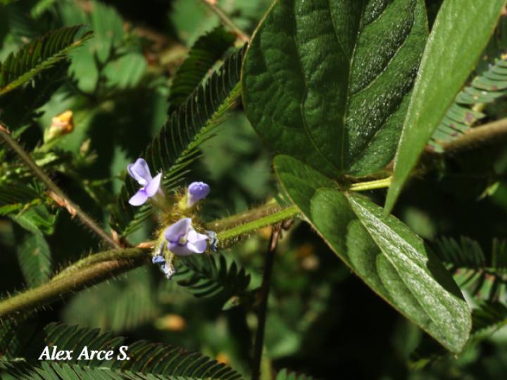 Calopogonium mucunoides