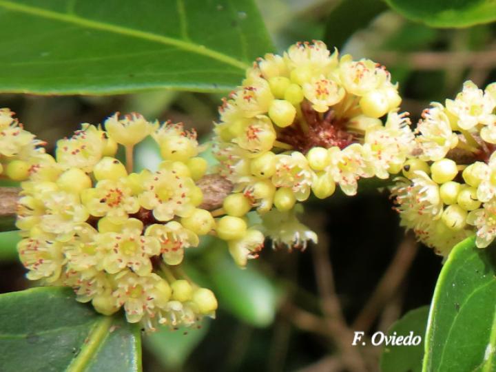 Casearia sylvestris (Huesillo)